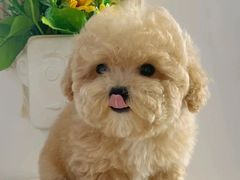 -南京宠物基地·宠物狗宠物猫售卖(南京店)