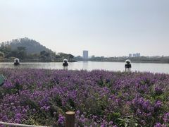 -顺峰山公园