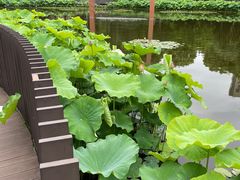 -陈家山荷花公园