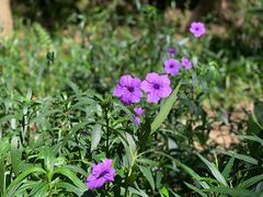 -广州市流溪河国家森林公园