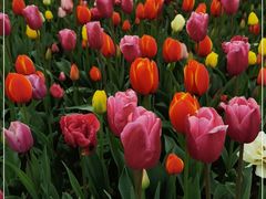 -大宁郁金香公园-停车场