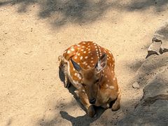 -青藏高原野生动物园