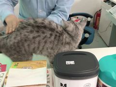 -汪喵宠物医院·骨科心脏影像·犬猫急重症ICU诊疗中心(成华分院)