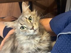 -楼上猫咖(罗湖店)