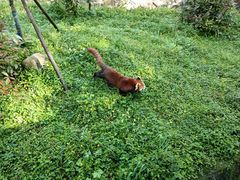 -都江堰中华大熊猫苑