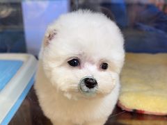 -FAELING PETS美天灵宠物(富力广场店)