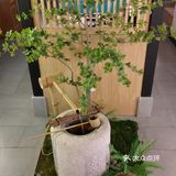 江北这家日料店，来自魔都，值得我打车过来吃！