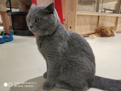 -藏猫猫咖啡主题馆(中央大道店)