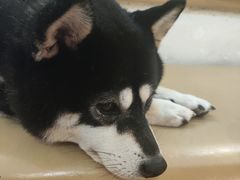 -柴の食堂·日式家庭料理·熊之肆(大学路店)