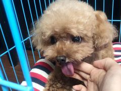 -PETKIT 小佩宠物·低压洗护·美容·寄养(安远店)