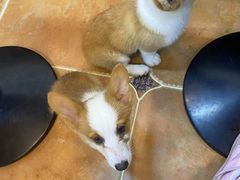 -柯斗斗主题餐厅·狗咖·围炉煮茶·茶饮(国瑞升平里店)