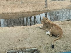 -北京野生动物园