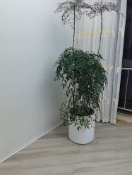 -HEYAN荷妍专业脱毛连锁机构