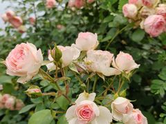 -都江堰玫瑰花溪谷