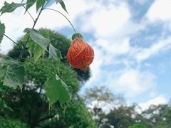 -广西壮族自治区药用植物园