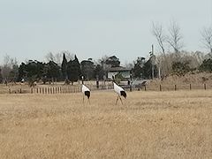 -盐城丹顶鹤湿地生态旅游区