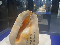 -贝壳王国博物馆