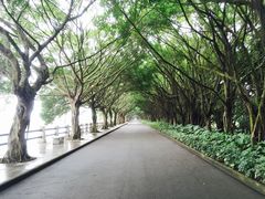 -大湾区中央湿地公园