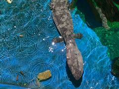 -锦艺城海洋馆