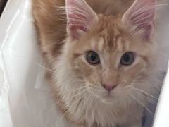 -十年猫舍·猫咪专门店(普陀店)
