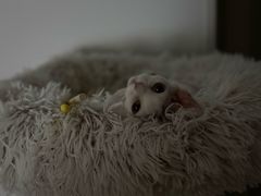 -山宅一喵德文卷毛猫舍