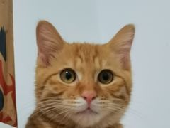 -天使宠物医院·犬猫分诊(彩虹店)