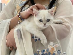 -棠莳旅拍汉服体验馆