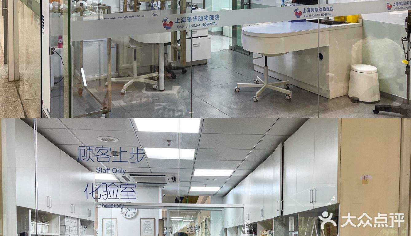 魔都贴心萌宠｜家有萌宠的呵护之旅