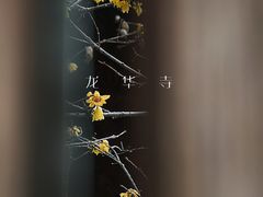 -龙华素斋(龙华路店)