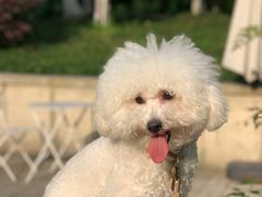 -COTTON CAFE(德信·中外公寓店)