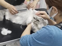 -山宅一喵德文卷毛猫舍