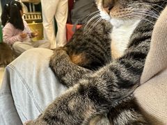 -平行世界·猫咖(首经贸店)
