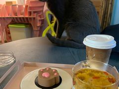 -喵屿·大理花园猫咖