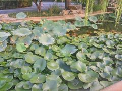 -望湖公园
