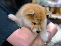 -逗柴咖啡屋·狗咖猫咖宠物桌游