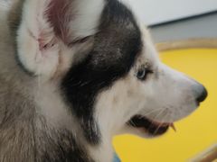 -Husky Go! 哈士奇体验馆·宠物咖啡厅狗咖