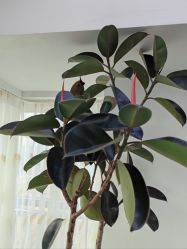 -HEYAN荷妍专业脱毛连锁机构
