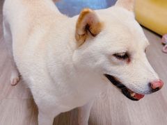 -柴迷FANS CLUB·柴犬狗咖·猫咖