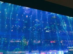 -成都浩海立方海洋公园