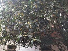 -南京钟山宾馆(江苏省会议中心)