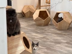 -楼上猫咖(罗湖店)