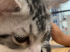 -酷豆宠物咖啡·宠物美食·撸猫馆