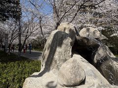 -高东镇樱花园