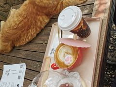 -喵屿·大理花园猫咖