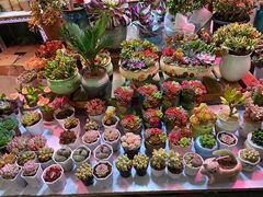 -花鸟鱼虫鲜花绿植市场(玉泉路店)