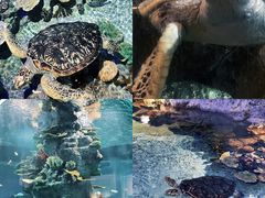 -福州罗源湾海洋世界旅游区