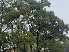 -南山植物园
