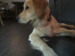 -百好乐宠物友好餐厅(朝外大街店)