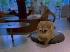 -飞行喵MR PILOT|猫舍·猫咖(静安大融城店)