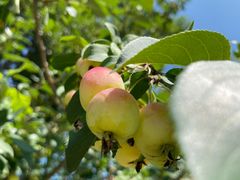 -野鸭湖国家湿地公园